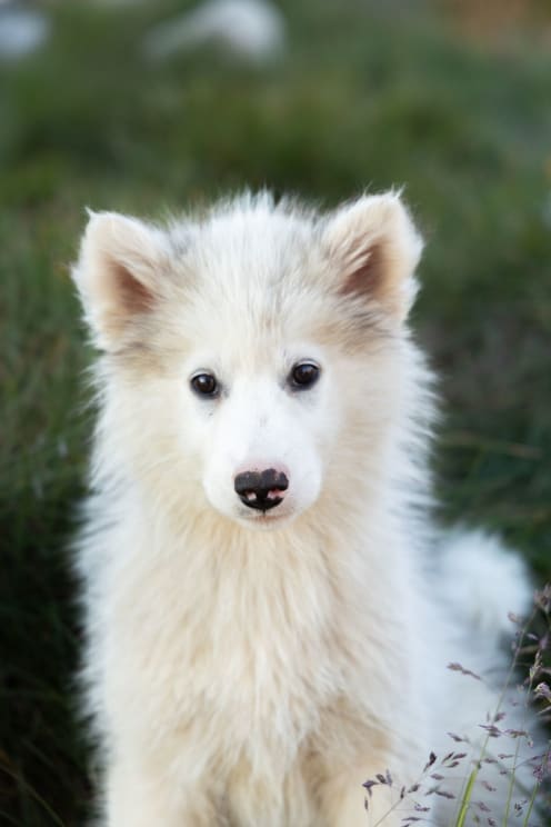 A Close Up Clip Of A Dog