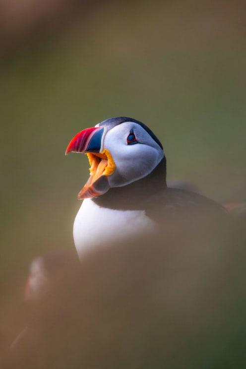 A Puffin Opens Its Mouth Wide Outdoors