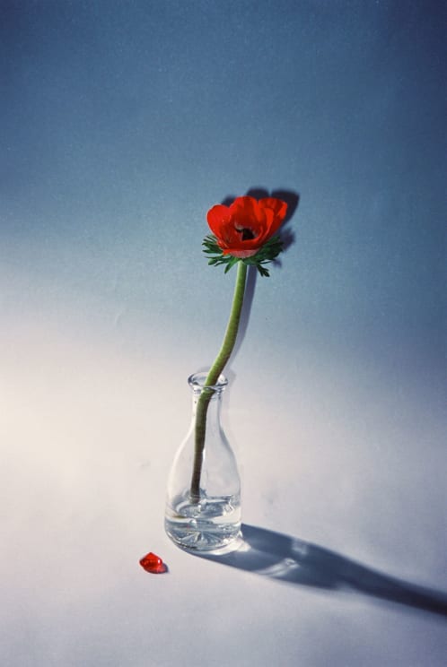 A Rose Inside Glass