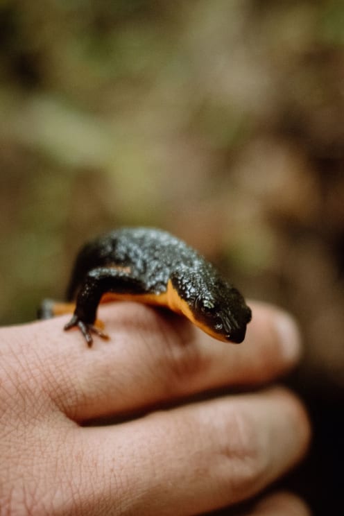 Person Holds A Dark Green And Orange Amphibian While Outdoors During The Daytime