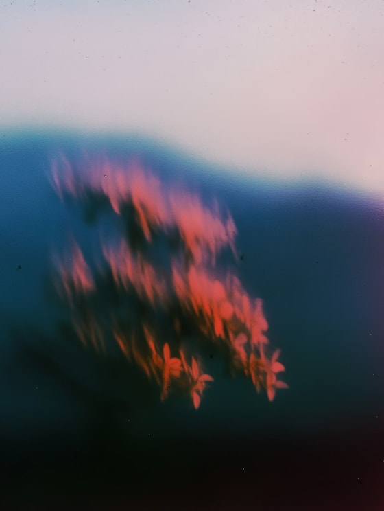 Blurred Pink Flowers Against A Blue And Lilac Background