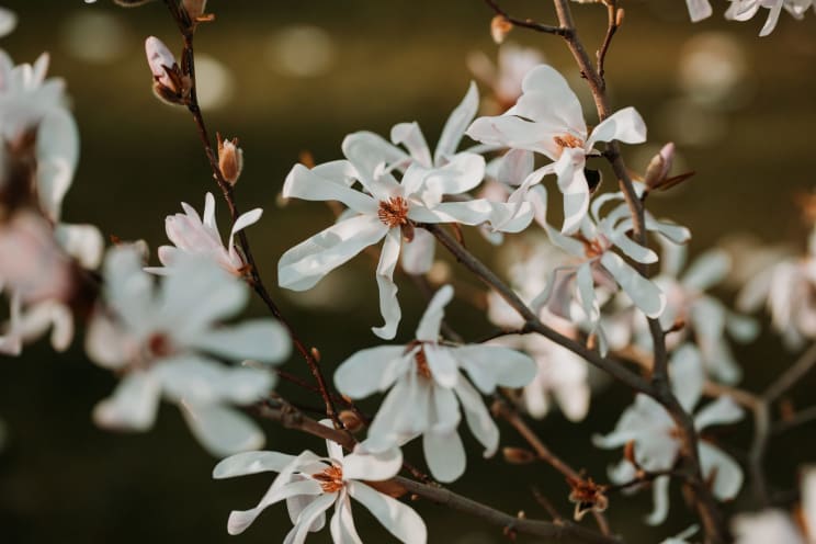 Some Flowers Growing On A Tree Outdoors