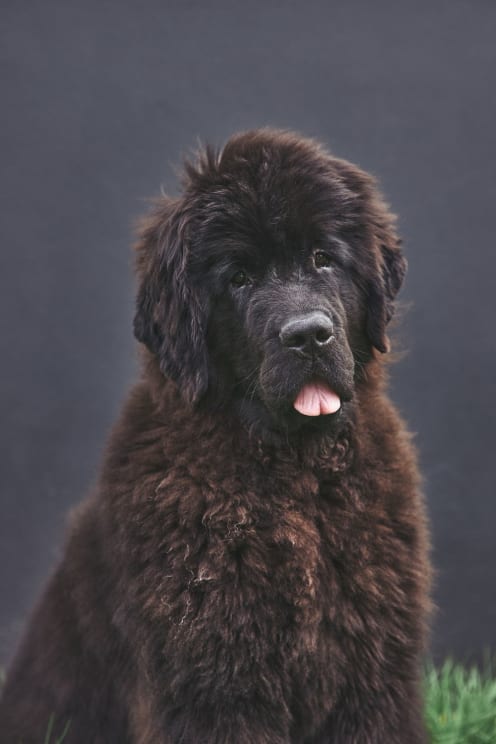 Dark Brown Dog With Tongue Out Outdoors