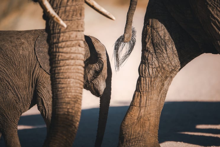 A Baby Elephant Walks Outside Near The Larger Elephants