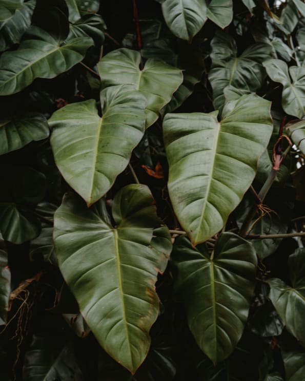 Philodendron Erubescens Leaves