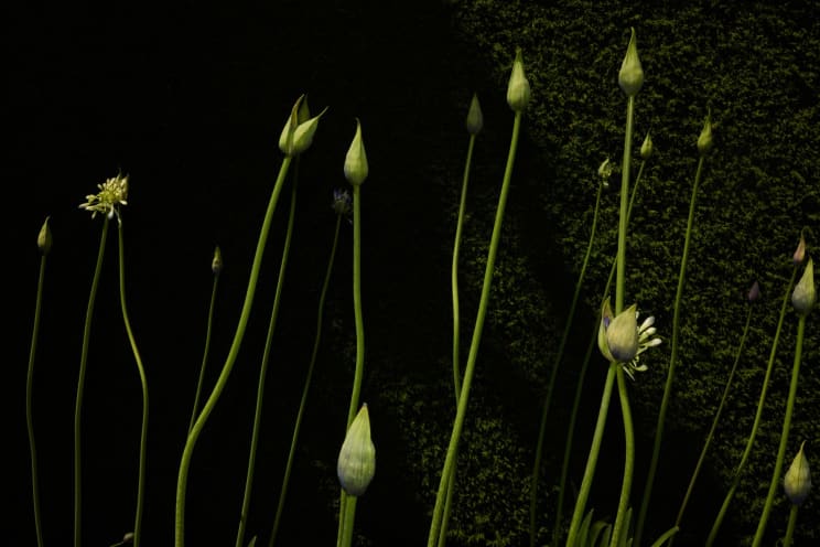 A Plants Showing Down