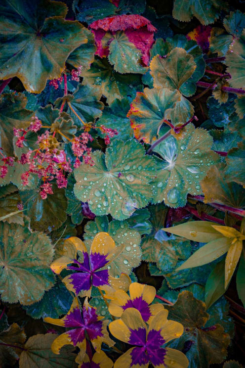 Colorful Foliage And Flowers Covered In Water Droplets In A Detailed And Vibrant Composition