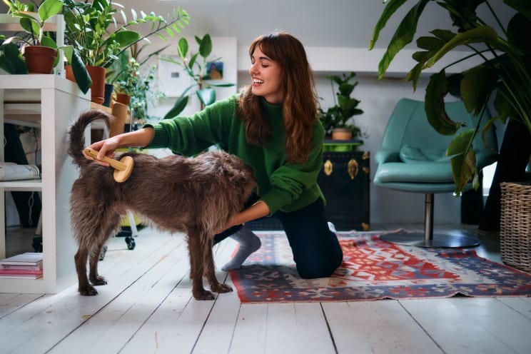 A Woman Wearing A Green Pullover Is Brushing Her Dog's Fur In A Room Full Of Plants