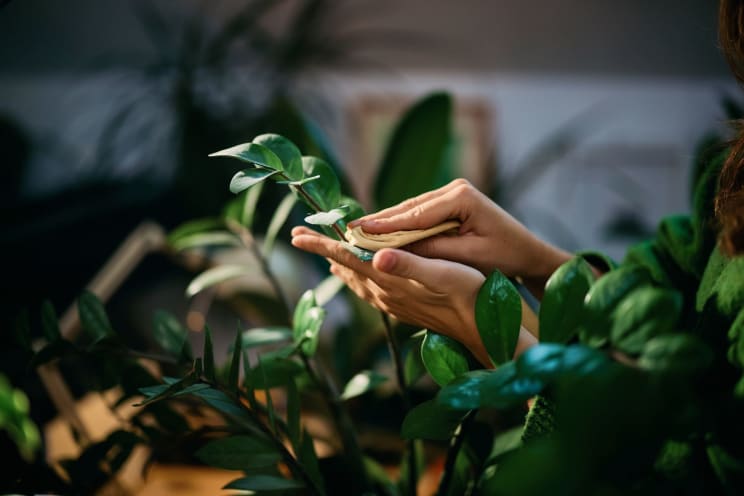 Hands Carefully Cleaning The Leaves Of A Plant