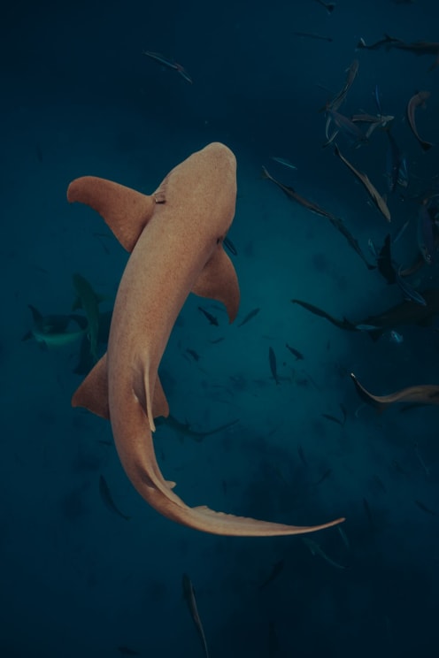 Large Nurse Shark Swims Through Dark Blue Ocean Waters Surrounded By A School Of Fish