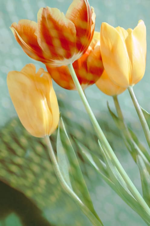 Vibrant Yellow And Orange Tulips Against A Soft Green Background