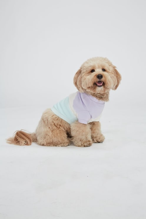A Dog Wearing A Pastel Colored Shirt