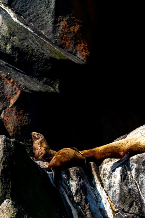 Some Sea Lions Laying On Rocks