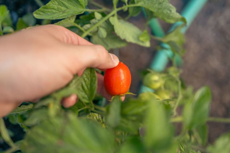 A Small Tomato Plant