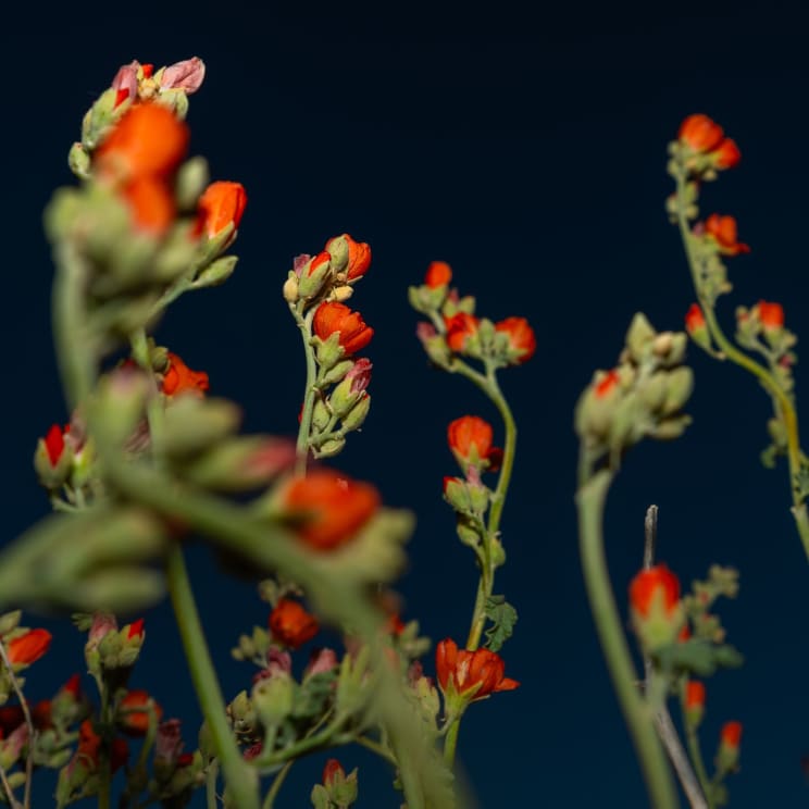 Red Flower Buds At Night