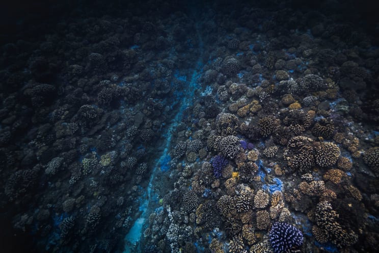 Stony Corals Under The Sea