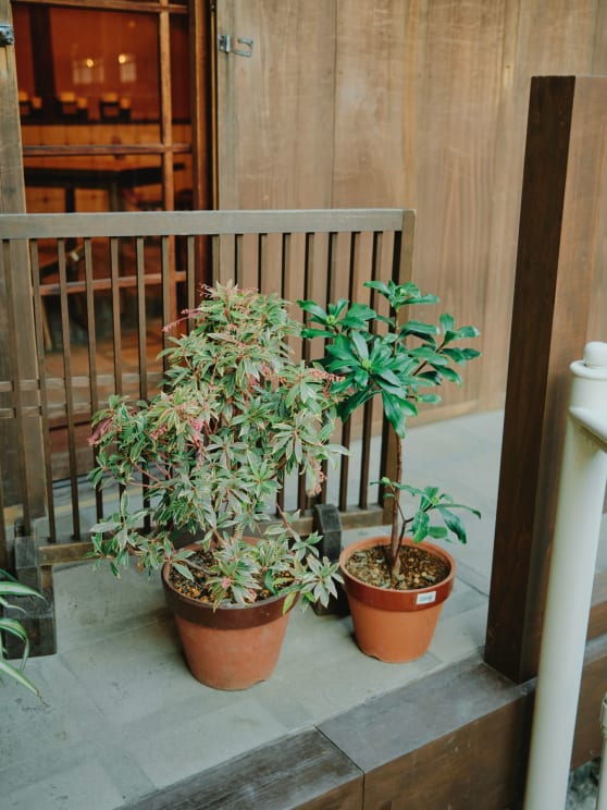 Some Plants Being Grown In Pots Outdoors