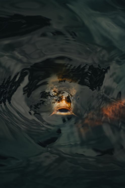 A Fish Emerges From Dark, Rippling Water