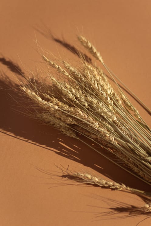 Several Straws Of Hay