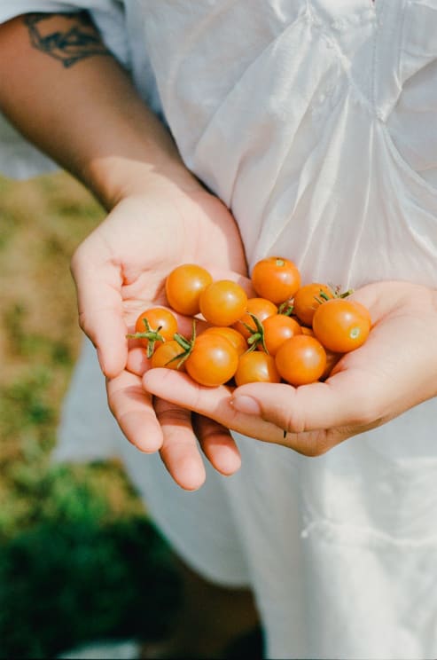 Person Stands Outdoors On A Sunny Day With Harvested Tomatoes