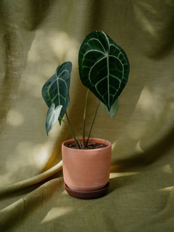 A Potted Plant In A Flowerpot