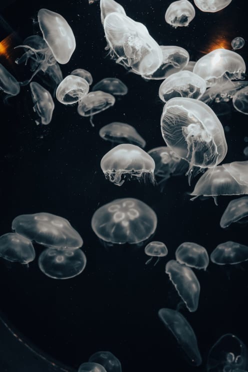 Translucent Jellyfish Swimming In Dark Ocean Water