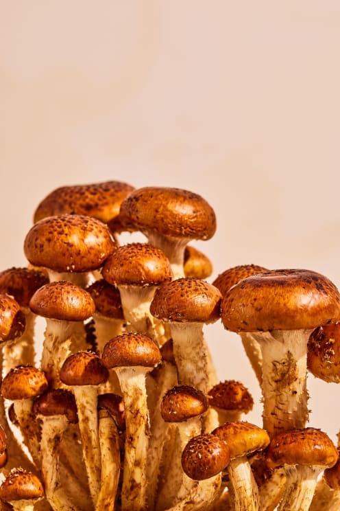 A Group Of Mushrooms Against A Light Pink Background