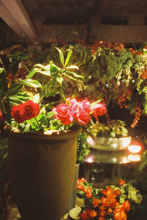 Planted And Hanging Flowers Grow In A Greenhouse