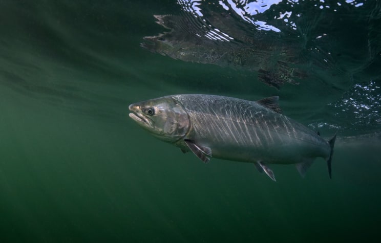 A Coho Salmon Swimming Gracefully Underwater