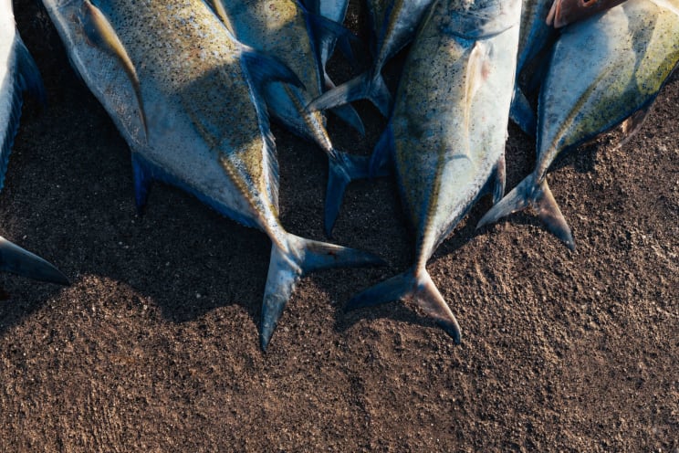 Fish Being Caught In French Polynesia
