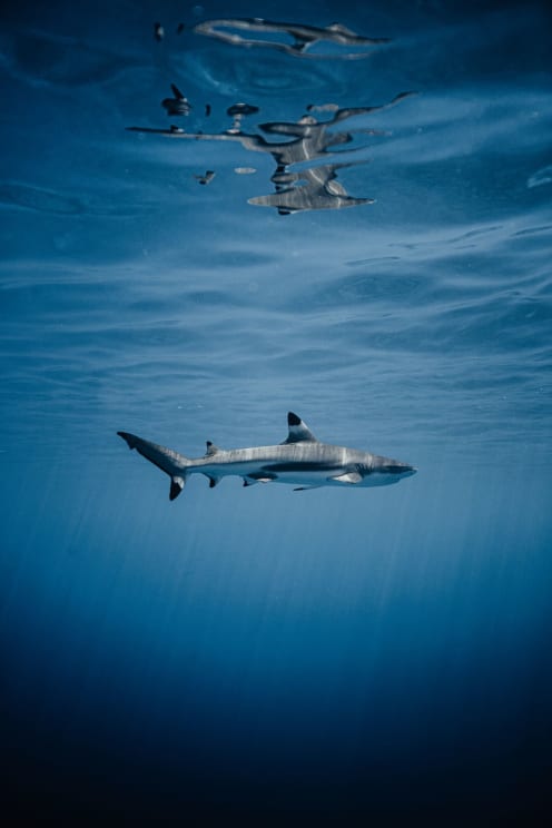 A Shark Swimming In The Blue Water