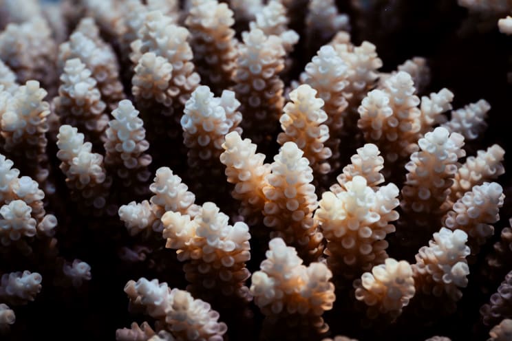 Extreme Close Up Of A Tropical Ocean Coral Reef