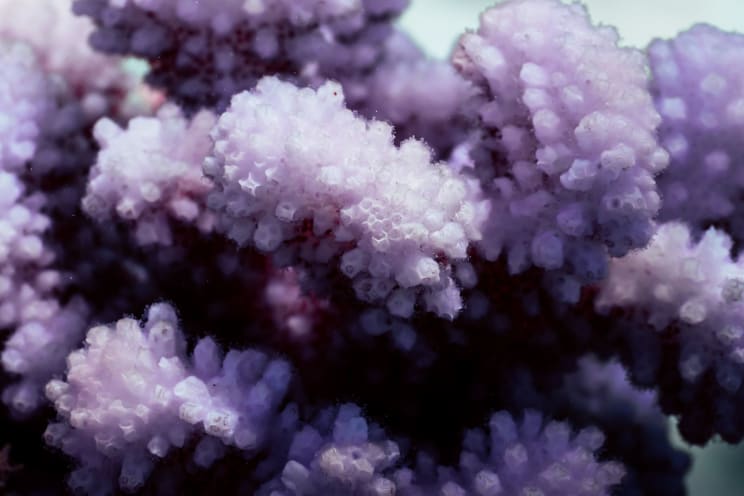 Coral Reef Colony Underwater In Purple Hues