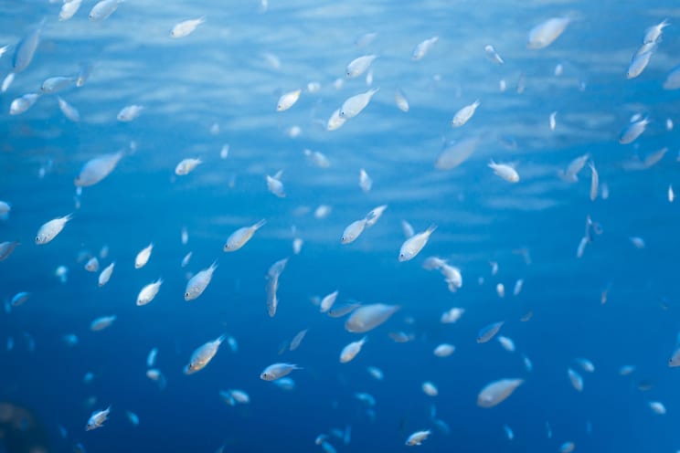 Shoal Of Fish Swimming Underwater