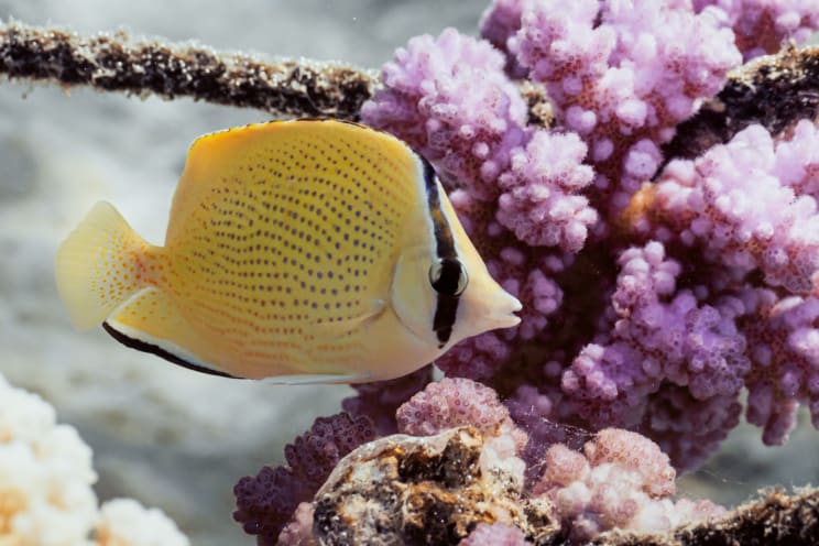 A Fish Swims Near Plants In The Ocean