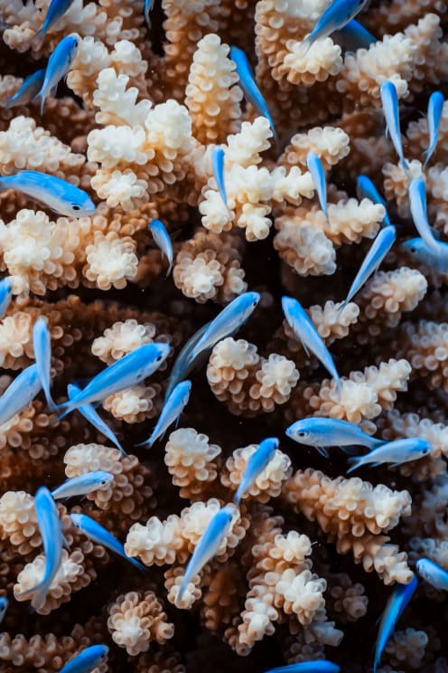 Fish Swimming Near A Coral Reef In The Daytime