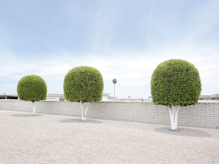 Sculpted Trees Line Along A Brick Wall And Street In Sun City Arizona