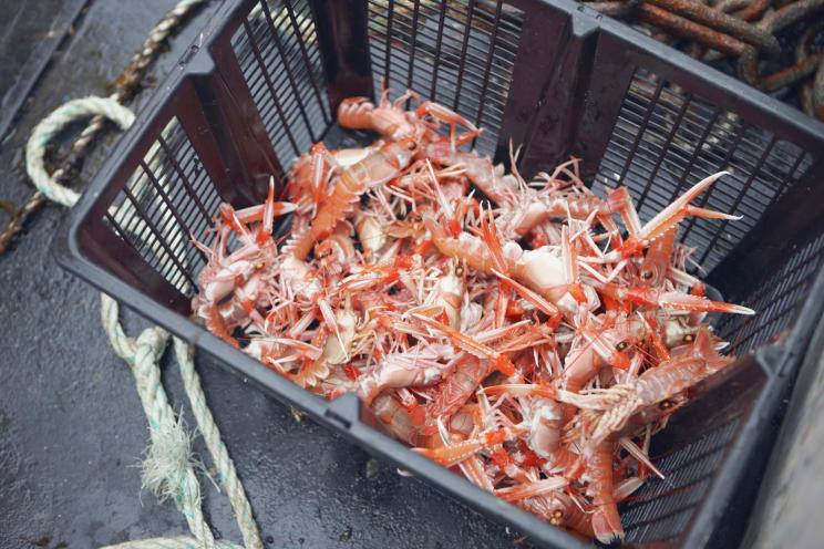 Shrimp In A Black Plastic Basket