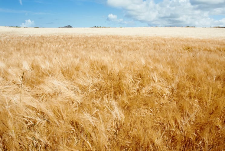 Golden Wheat Field Stretching To The Horizon Under Sunny Skies