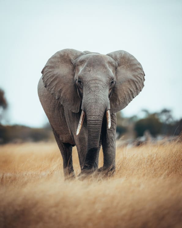 An Elephant Standing Outdoors