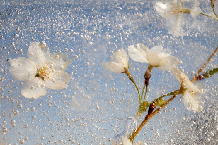 White Flowers With Frozen Air Bubbles