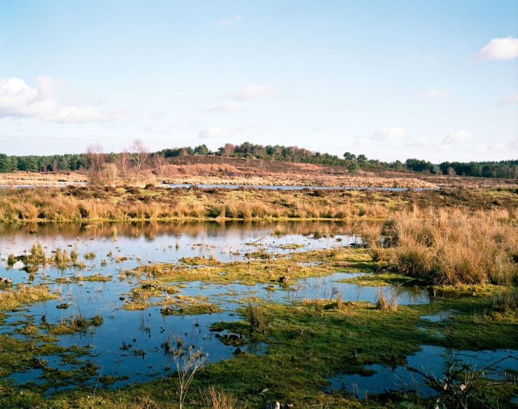 A Serene Natural Landscape With Water And Vegetation