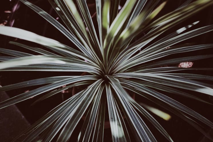 A Plant With Long Green Leaves That Have White Stripes