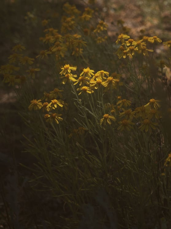 Field With Sunflower Flowers