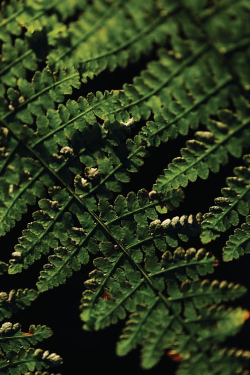 Green Leaves On A Plant