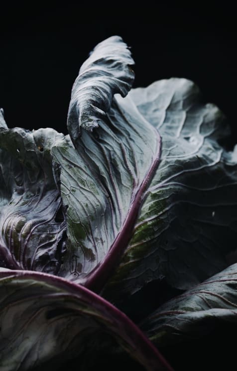 Edible Greens With Purple Roots
