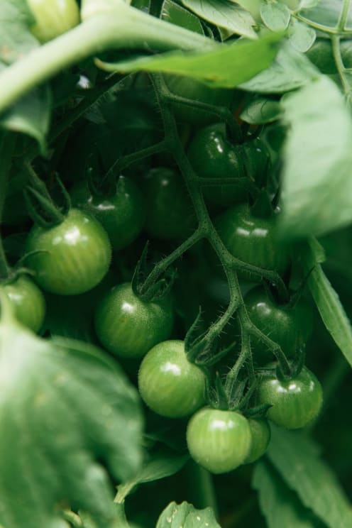 Green Tomatoes Growing On Vines