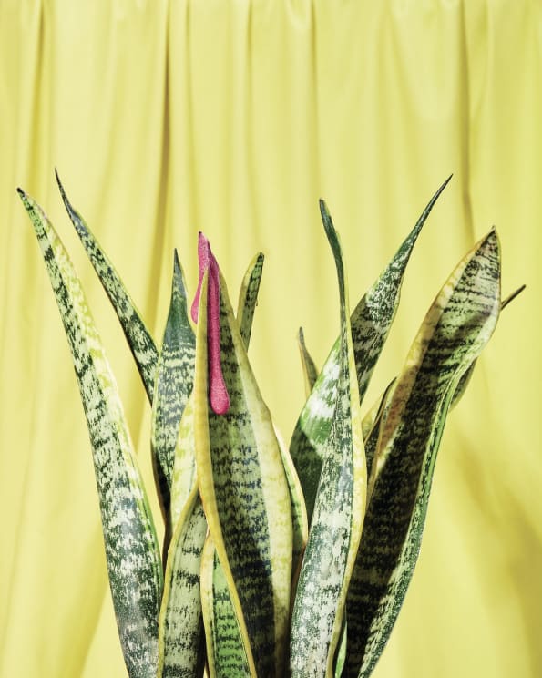 A Purple Potted Plant Against A Yellow Background