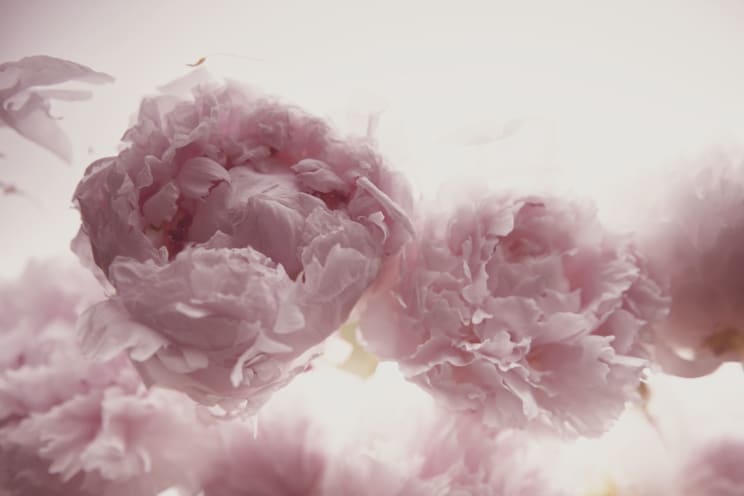 Artwork Depicting Blended Pink Painted Chinese Peony Flowers On A Light Pink Background