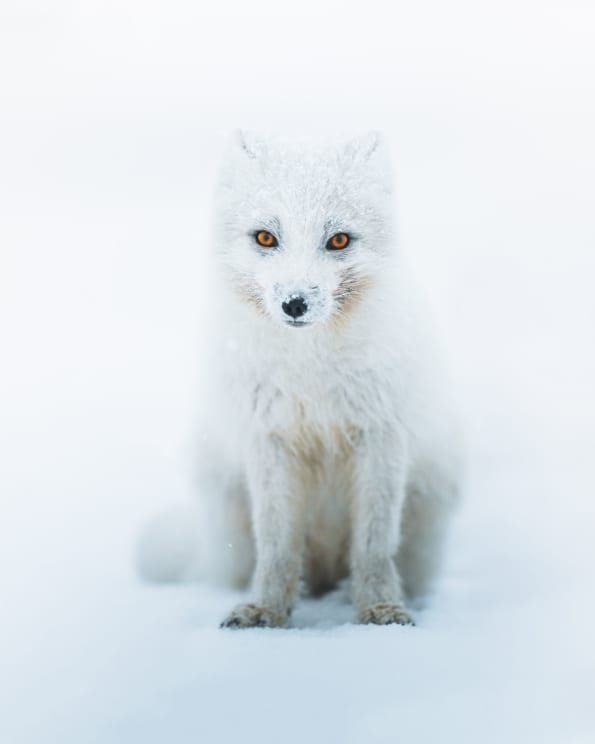 An Arctic Fox Is Sitting On The Snowcovered Ground Looking Ahead